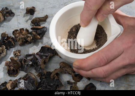 Judasohr, Judasohren getrocknet, getrocknete Pilze werden zermahlen, Pilzpulver, Trockenpilz, Trockenpilze, Dörrpilze, Dörrpilz, Ohrlappenpilz, Holund Foto Stock