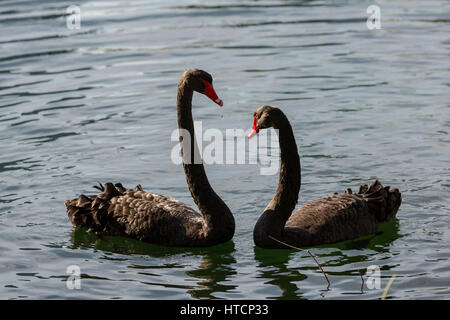 Due corteggiare Australian cigni neri eseguire il loro accoppiamento rituale su Lake Eola Orlando, in Florida. Foto Stock