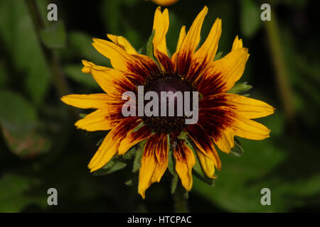 Giardini di Brasilia, Brasile - Singola tricolore Daisy (crisantemo carinatum) Foto Stock