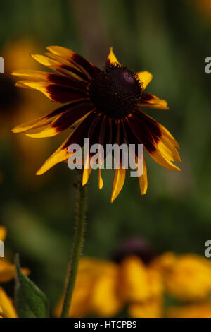 Giardini di Brasilia, Brasile - Singola tricolore Daisy (crisantemo carinatum) Foto Stock