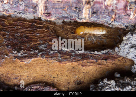 Termite, termiti mangiare il legno come un animale in casa Foto Stock
