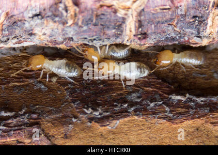 Termite, termiti mangiare il legno come un animale in casa Foto Stock