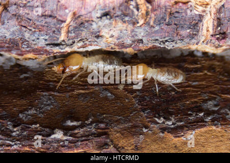 Termite, termiti mangiare il legno come un animale in casa Foto Stock