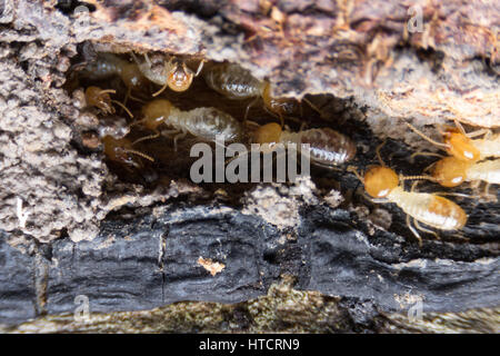 Termite, termiti mangiare il legno come un animale in casa Foto Stock