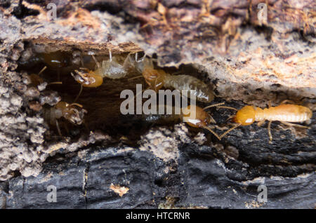 Termite, termiti mangiare il legno come un animale in casa Foto Stock