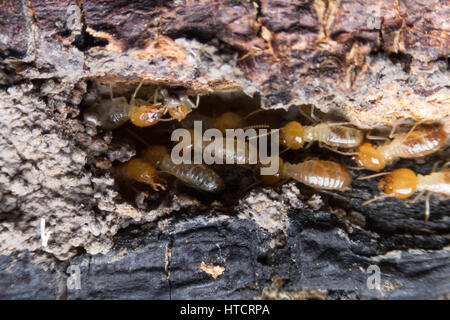 Termite, termiti mangiare il legno come un animale in casa Foto Stock