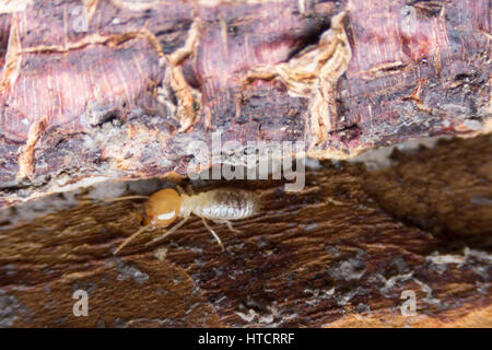 Termite, termiti mangiare il legno come un animale in casa Foto Stock