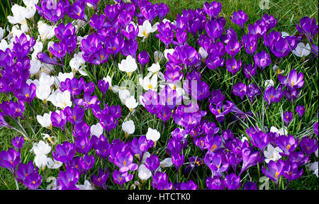 Il viola e il bianco di crochi,Crocus sativus,blossom nel parco, primavera, Stoke on Trent, Staffordshire, Regno Unito. Foto Stock