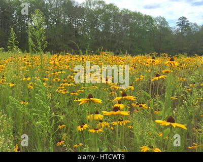 Un campo luminoso di black-eyed Susans Foto Stock