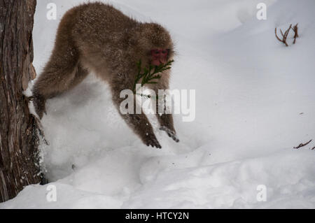 Un Macaque giapponese salta da un albero in una nuvola di polvere di neve Foto Stock