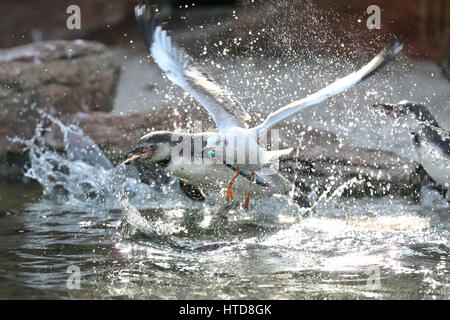 Limbach-Oberfrohna, Germania. 8 Mar, 2017. Un pidgeon combatte con i pinguini Humboldt allo zoo di Limbach-Oberfrohna, Germania, 8 marzo 2017. Gli organizzatori del Chemnitz Linux giorni ha assunto la godparenthood per i pinguini nello stesso giorno. Migliaia di ospiti provenienti da tutta Europa sono attesi al XIX Chemnitz Linux Days (11 - 12 Marzo). Foto: Jan Woitas/dpa-Zentralbild/dpa/Alamy Live News Foto Stock