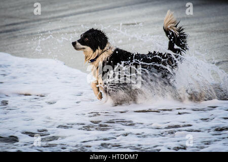 Aberystwyth Wales UK, Venerdì 10 Marzo 2017 UK Meteo: un giovane giocoso collie cane gode di scorazzare tra le onde su una lieve ma oltre il cast sera a Aberystwyth sulla West Wales coast. Credito Foto : Keith Morris / Alamy Live News Foto Stock