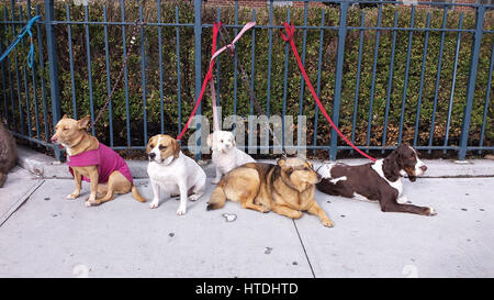 La città di New York, Stati Uniti d'America. Il 10 marzo 2017. Un gruppo di cani controllare l'azione su West 23rd Street nella sezione di Chelsea di Manhattan il Venerdì, Marzo 10th. Credito: Adam Stoltman/Alamy Live News Foto Stock