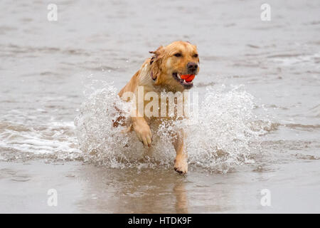 Cani al giorno fuori, Ainsdale, Merseyside. Sabato 11 marzo 2017. Due anni di Golden Retriever "Ruby" in testa la marea di recuperare la sua sfera preferito off Ainsdale beach nel Merseyside. Credito: Cernan Elias/Alamy Live News Foto Stock