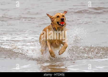 Cani al giorno fuori, Ainsdale, Merseyside. Sabato 11 marzo 2017. Due anni di Golden Retriever "Ruby" in testa la marea di recuperare la sua sfera preferito off Ainsdale beach nel Merseyside. Credito: Cernan Elias/Alamy Live News Foto Stock