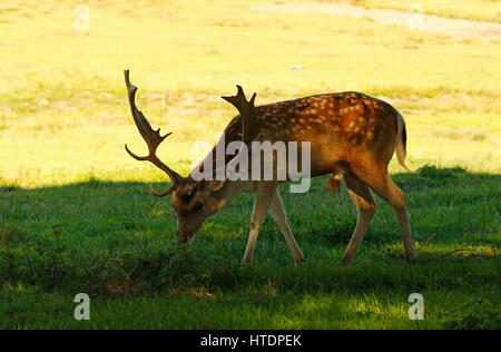 Magnifica maggese Buck in Castello di Powderham Deer Park Foto Stock