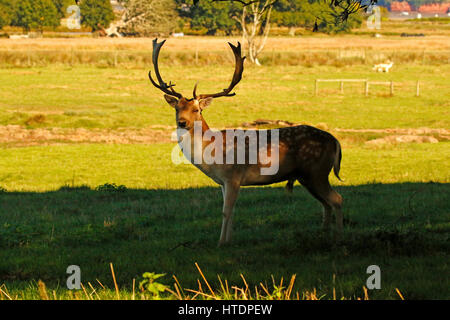 Magnifica maggese Buck in Castello di Powderham Deer Park Foto Stock