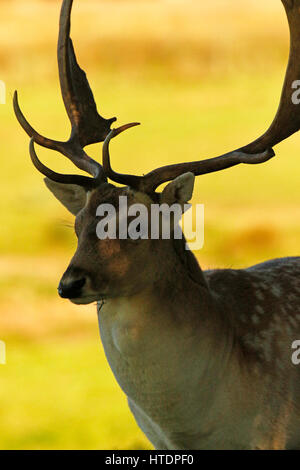 Magnifica maggese Buck in Castello di Powderham Deer Park Foto Stock