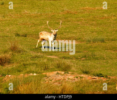 Magnifica maggese Buck in Castello di Powderham Deer Park Foto Stock