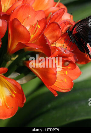 Farfalla tropicale. (Papilio rumanzovia). Farfalla tropicale nera e rossa che si alimenta sui fiori. Telaio completo. Contrasto colore. Fotografia macro. Foto Stock