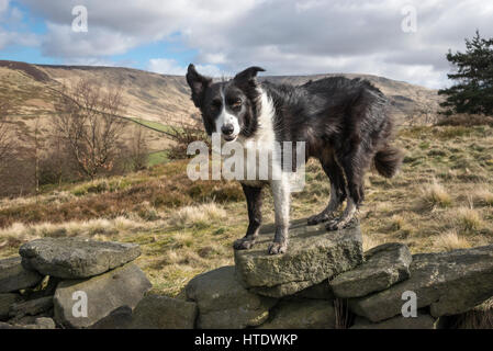 Border Collie sorgeva su un vecchio stalattite parete su un luminoso e breezy day sulle colline intorno a Glossop, Derbyshire, in Inghilterra. Foto Stock