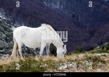 Wild mustang bianco cavallo, feed di un campo nevoso Foto Stock