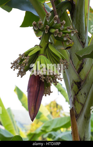 Mazzetto di maturazione banane sull albero. Foto Stock