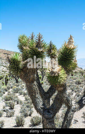 Joshua alberi lungo Harris Springs road in Monte Charleston, Nevada Foto Stock