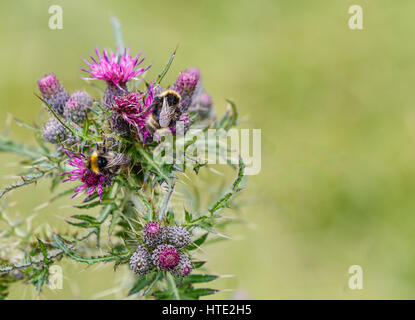 Bee alimentazione su un viola thistle contro un verde sfondo bokeh di fondo. Messa a fuoco selettiva con copyspace. Foto Stock