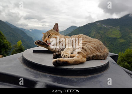 Gatto domestico all'aperto Foto Stock