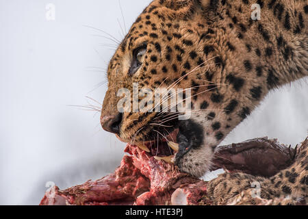 Molto vicine una fotografia di una Jaguar alimentare sulla sua preda Foto Stock