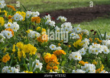 Letto di fiori piantati con primule e polyanthus nel Parco Eastrop, Basingstoke, Hampshire, Regno Unito Foto Stock