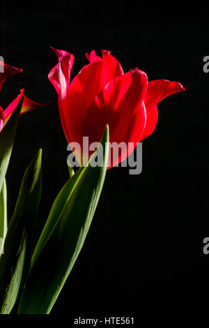 Rosso scarlatto e tulipani su uno sfondo nero. Un sacco di spazio per il testo. Vista laterale. Foto Stock