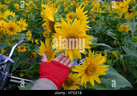 Donna con mano fotocamera per scattare foto al campo di girasole di campagna di Dalat, fiore giallo fiore vibrante, un bel posto per da Lat viaggi in estate Foto Stock