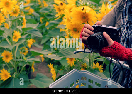 Donna con mano fotocamera per scattare foto al campo di girasole di campagna di Dalat, fiore giallo fiore vibrante, un bel posto per da Lat viaggi in estate Foto Stock