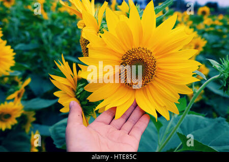 Donna con mano fotocamera per scattare foto al campo di girasole di campagna di Dalat, fiore giallo fiore vibrante, un bel posto per da Lat viaggi in estate Foto Stock