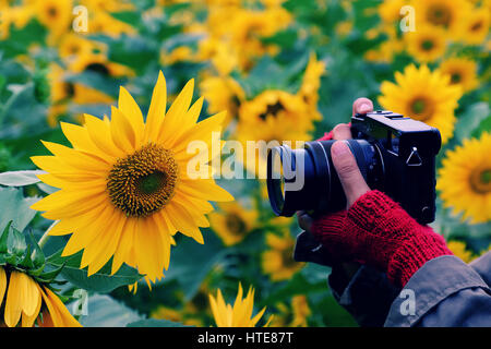 Donna con mano fotocamera per scattare foto al campo di girasole di campagna di Dalat, fiore giallo fiore vibrante, un bel posto per da Lat viaggi in estate Foto Stock