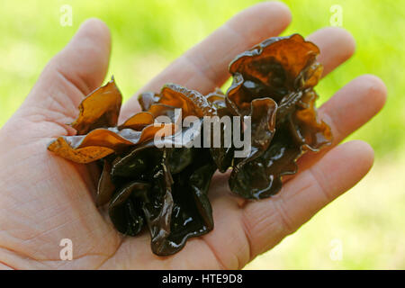 Orecchio legno fungo. Gli ebrei orecchio. Padiglione auricolare Auricularia-judae Foto Stock