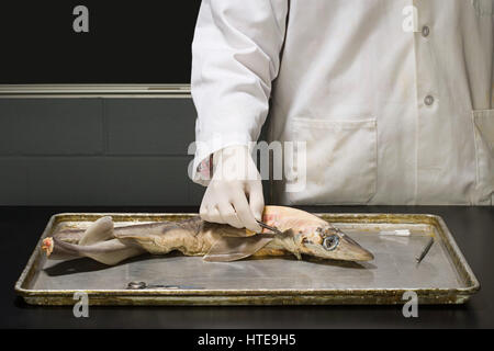 La persona e la sperimentazione su un pesce Foto Stock