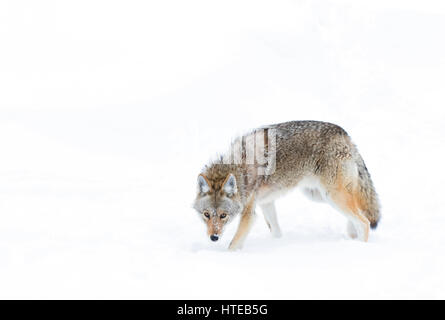 Un lone coyote (Canis latrans) isolati contro uno sfondo bianco in piedi nella neve invernale in Canada Foto Stock