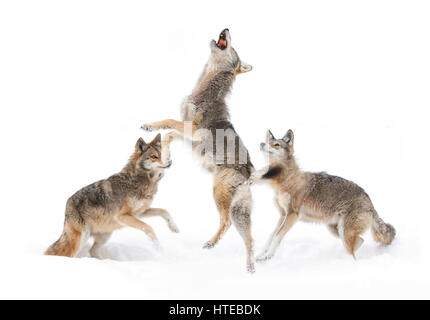 Il coyote (Canis latrans) isolati contro uno sfondo bianco di saltare in inverno la neve in Canada Foto Stock