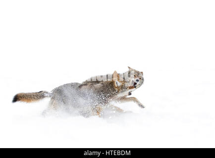 Due i coyote (Canis latrans) isolati contro uno sfondo bianco acceso e giocare nella neve invernale in Canada Foto Stock