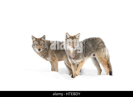 Due i coyote (Canis latrans) isolati contro uno sfondo bianco in piedi nella neve invernale in Canada Foto Stock