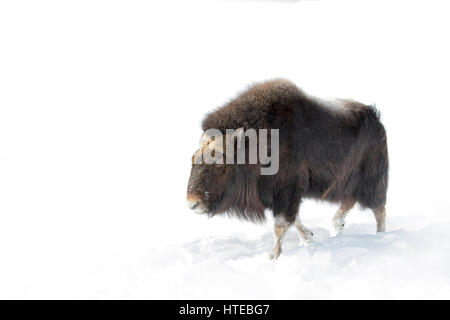 Muskox passeggiate nella neve invernale in Canada Foto Stock