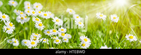 Prato primavera con splendidi fiori e raggi solari in background Foto Stock