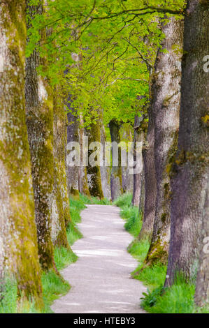 Piccolo viale con grandi e vecchi alberi di quercia Foto Stock