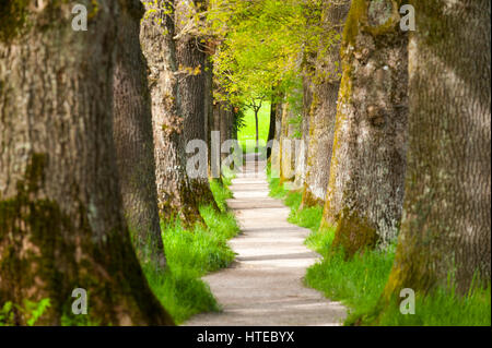 Piccolo viale con grandi e vecchi alberi di quercia Foto Stock