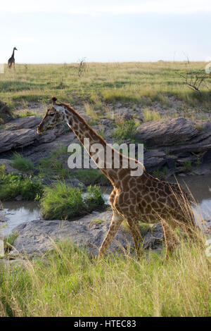 Giraffe attraversare la zona di Olare Orok fiume al tramonto nella zona di Olare Orok Conservancy, il Masai Mara, Kenya, Africa Foto Stock