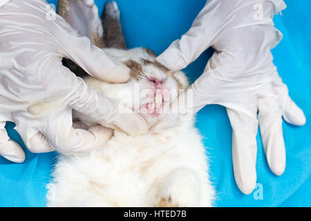 Il coniglio di ottenere i suoi denti esaminati su sfondo blu dal chirurgo veterinario Foto Stock