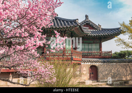 La molla di fiori di ciliegio al Palazzo di Changdeokgung, Seoul, Corea del Sud Foto Stock